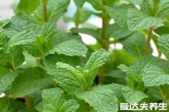 薄荷叶的功效与作用,可以去头皮屑还能消