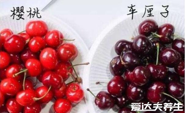 车厘子和樱桃的区别,是同种水果但产地/外观口感/价格/营养价值有区别