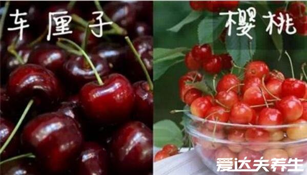 车厘子和樱桃的区别,是同种水果但产地/外观口感/价格/营养价值有区别