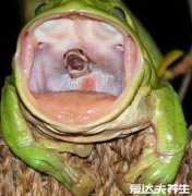 第一眼就吸引人的图片，青蛙嘴里的蛇/灰白