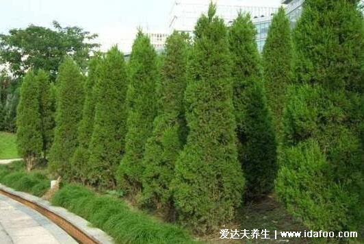 坟地栽什么树人财两旺,栽柏树兴旺后代(桑树/柳树/松树都可以)
