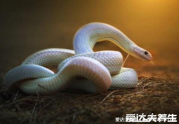 坟地栽什么树人财两旺,栽柏树兴旺后代(桑树/柳树/松树都可以)