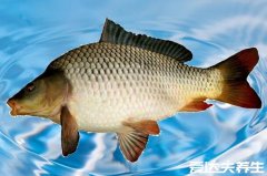 鸡肉不能和什么一起吃,鲤鱼/糯米/红薯/兔