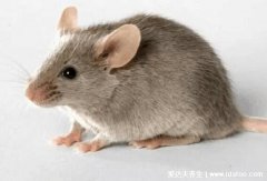 家里放一物绝对没老鼠,偷偷告诉你试试风