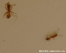 家里有蚂蚁怎么能彻底消灭，用白醋/肥皂水