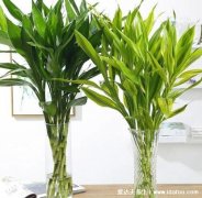 家里再穷也要养这3种花，分别是富贵竹/发财