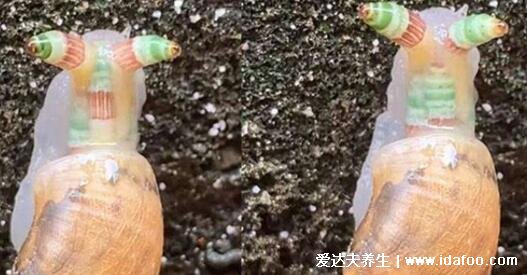 僵尸蜗牛能吃吗图片,不能/已被寄生虫完全控制大脑(胆小慎入)