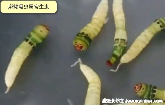 僵尸蜗牛能吃吗图片,不能/已被寄生虫完全控制大脑(胆小慎入)