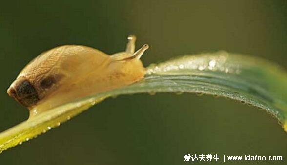 僵尸蜗牛能吃吗图片,不能/已被寄生虫完全控制大脑(胆小慎入)