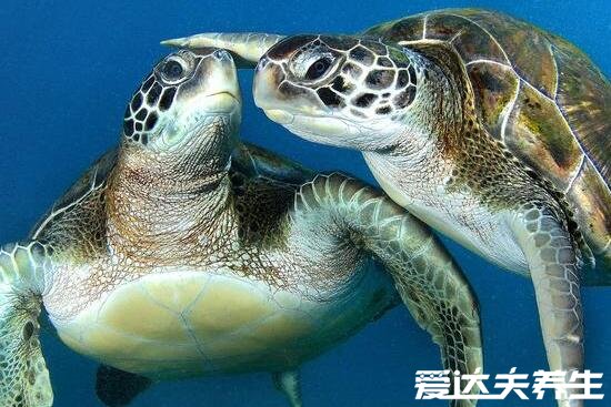 九个最准怀男孩胎梦,梦见蟒蛇/龙/牛等生物必定是男孩