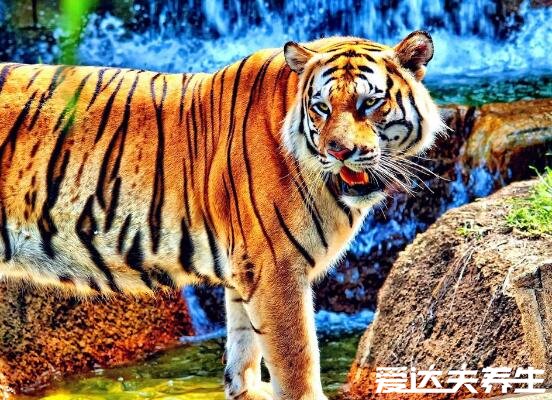 九个最准怀男孩胎梦,梦见蟒蛇/龙/牛等生物必定是男孩