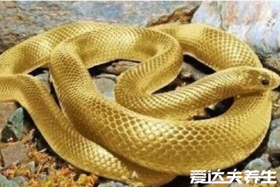 九个最准怀男孩胎梦,梦见蟒蛇/龙/牛等生物必定是男孩