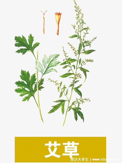 螨虫的克星是什么,螨虫最怕这3种东西(青花椒/艾草/肉桂)