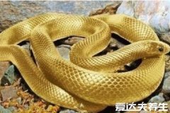 九个最准怀男孩胎梦,梦见蟒蛇/龙/牛等生物