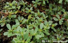 马齿苋图片功效与作用,可养肝护肝/治疗溃