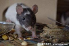 女人梦见老鼠什么征兆,经商女人名利双收