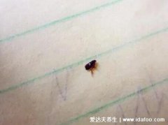 去跳蚤最简单的方法,人可以开水烫衣服/宠