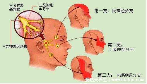 身体各部位疼痛对照图,包括腹部/腰部/背部疼(左上腹小心胃病)