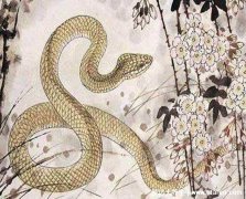 什么蛇是苦命蛇，6月份/3月份/9月份/11月份的