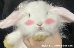兔子头像暗示什么,暗示自己生肖/内心温柔