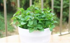 蚊子最怕的3个克星,薄荷/驱蚊草/艾草驱蚊