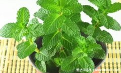 蚊子最怕的3个克星植物,可用薄荷/驱蚊草