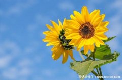 向日葵的花语和寓意,入目无他人/四下皆是