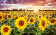 向日葵花适合送什么人,暗恋对象/父亲/长辈