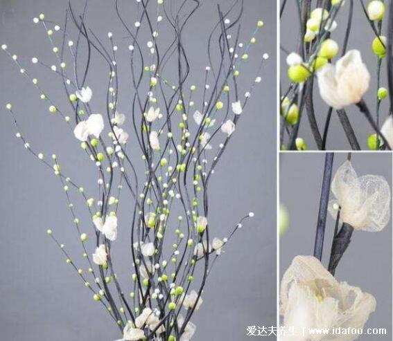 银柳的花语和寓意图片,向往光明自由/招财进宝的旺财之花