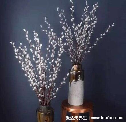 银柳的花语和寓意图片,向往光明自由/招财进宝的旺财之花