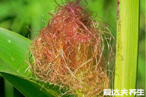 玉米须煮水的功效与作用,有清肝利胆/利尿消肿等六大功效