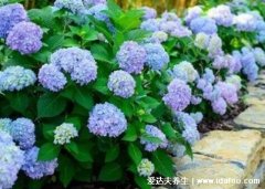 绣球花为什么又叫做死人花，它不是死人花