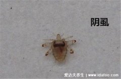 阴虱最怕什么,女性阴虱虫子图片(怕碘酒