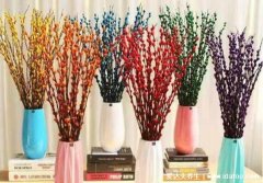 银柳是干养还是水培，想开花需要水培/干养