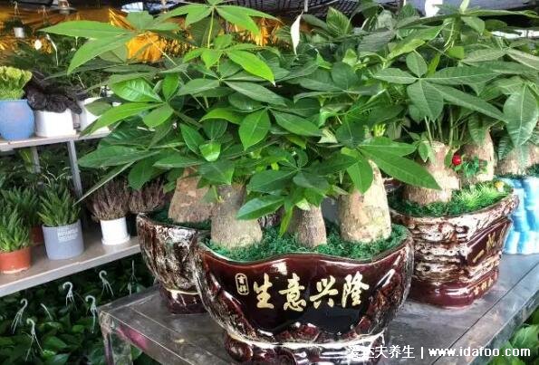 镇宅最吉利的三种花,发财树/富贵竹镇宅又聚财