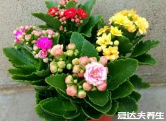 长寿花为什么致癌，不致癌纯属谣言(观赏价