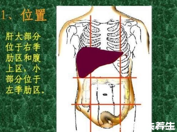 7大肝硬化早期症状,警惕蜘蛛痣和肝掌的出现