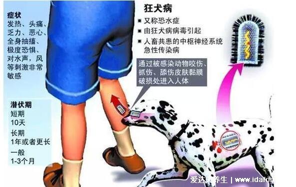 10种情况不需要打狂犬疫苗,家养宠物打过疫苗不带毒