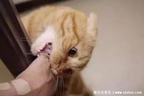 10种情况不需要打狂犬疫苗,家养宠物打过疫苗不带毒
