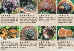 64种真正野生灵芝图片，教你如何鉴别真的野