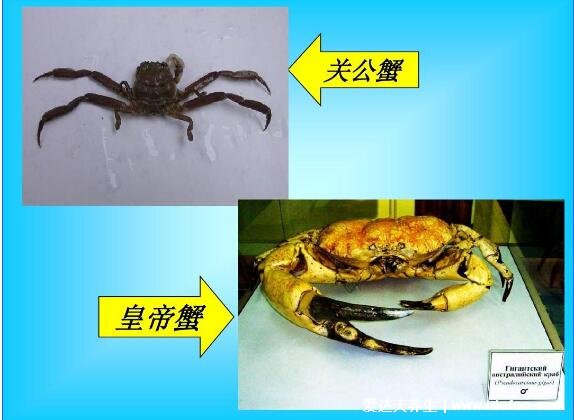 50种中国螃蟹种类大全,国内常见的蟹类你吃过哪几种