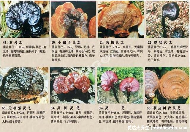 64种真正野生灵芝图片,教你如何鉴别真的野生灵芝