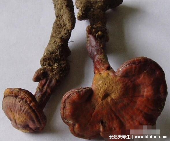 64种真正野生灵芝图片,教你如何鉴别真的野生灵芝