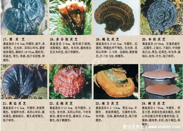 64种真正野生灵芝图片,教你如何鉴别真的野生灵芝