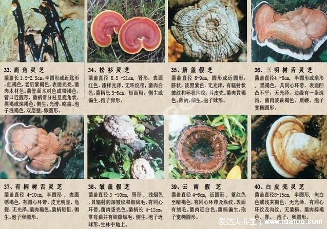 64种真正野生灵芝图片,教你如何鉴别真的野生灵芝
