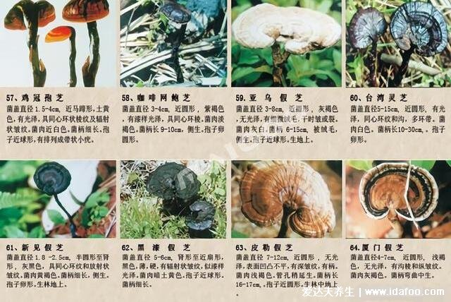64种真正野生灵芝图片,教你如何鉴别真的野生灵芝