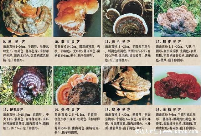 64种真正野生灵芝图片,教你如何鉴别真的野生灵芝
