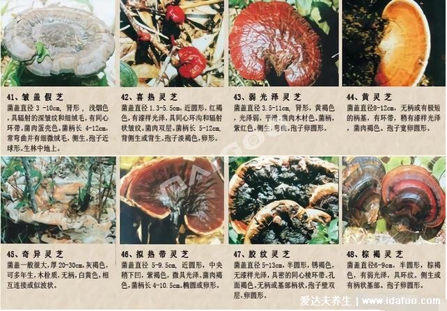 64种真正野生灵芝图片,教你如何鉴别真的野生灵芝