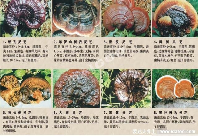 64种真正野生灵芝图片,教你如何鉴别真的野生灵芝