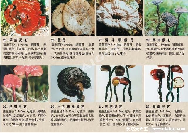 64种真正野生灵芝图片,教你如何鉴别真的野生灵芝